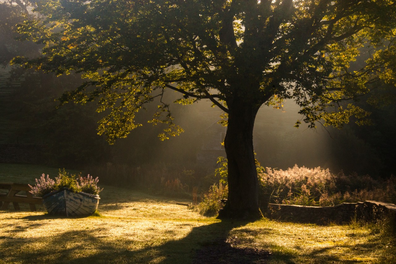 Focal points using trees